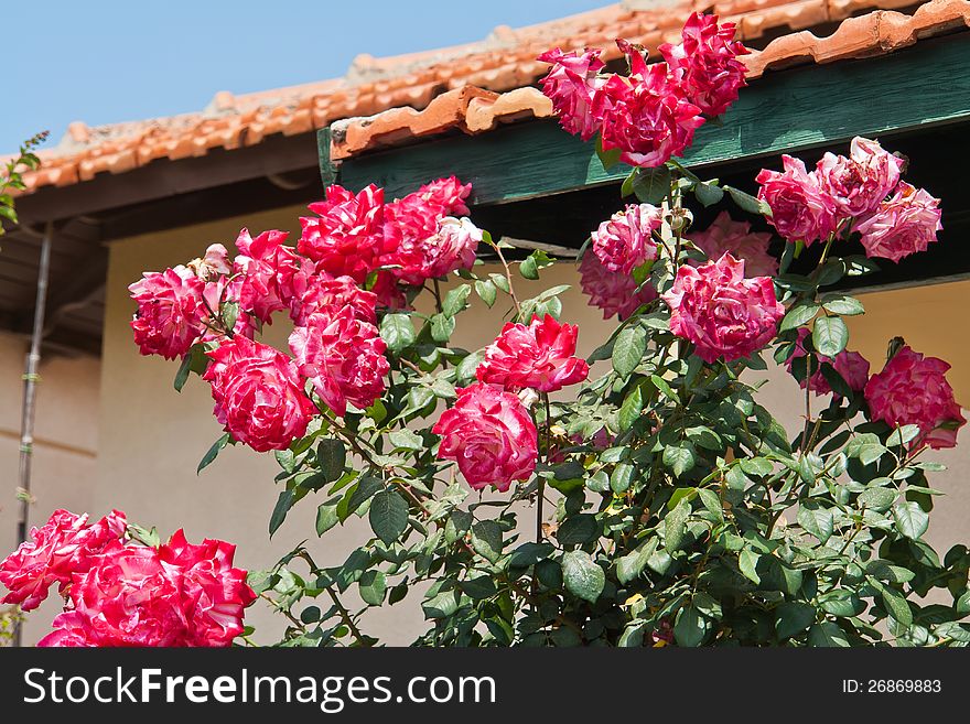 Beautiful blooming pink roses in a garden in front of a house. Beautiful blooming pink roses in a garden in front of a house