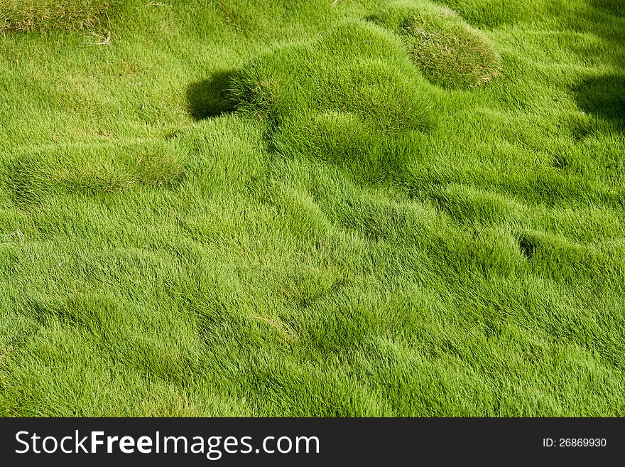 Thick soft green grass gardening nature background image