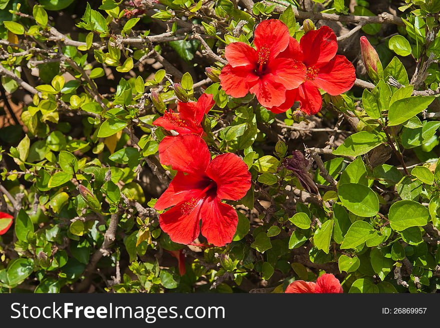 Blooming Tropical Red Hibiskus flowers