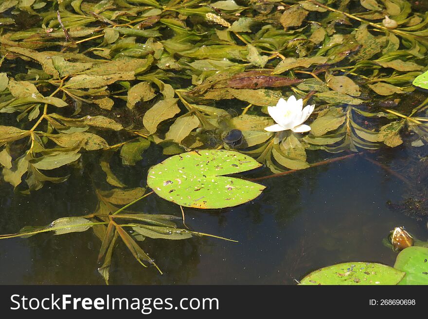A beautiful lotus in June on the Kuban River.