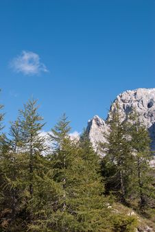 Little Pine Forest Royalty Free Stock Photos Little Pine Forest Royalty Free Stock Photos