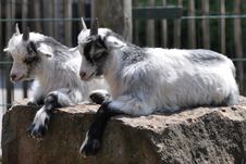 Twin Goats Royalty Free Stock Photos Twin Goats Royalty Free Stock Photos