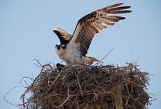 OSPREY Defending Nest In Baja California Stock Photography OSPREY Defending Nest In Baja California Stock Photography
