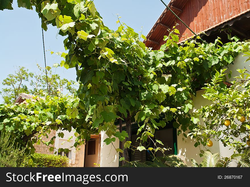 Mediterranean garden with hanging vine leaves and lemons