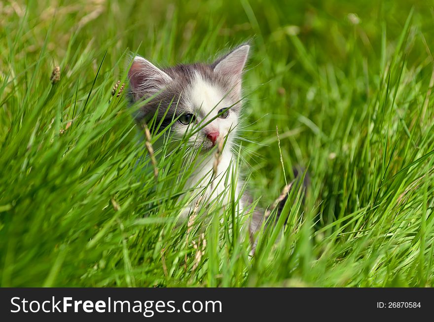 Little kitten walking in the green grass.