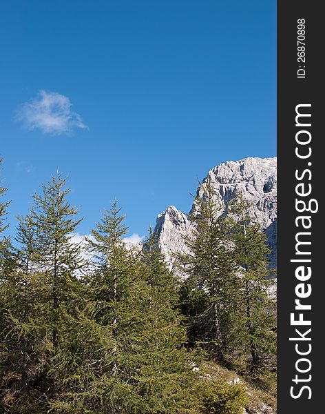 Little pine wood forest on top of the one alp mountain with blue sky background. Little pine wood forest on top of the one alp mountain with blue sky background.