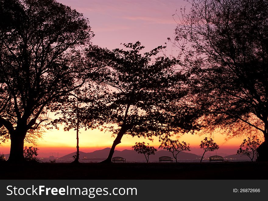 Silhouette of big trees with small benches underneath during sunrise. Silhouette of big trees with small benches underneath during sunrise