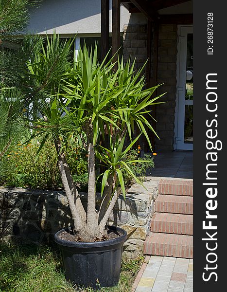 Fine decorative tree in a pot near the house