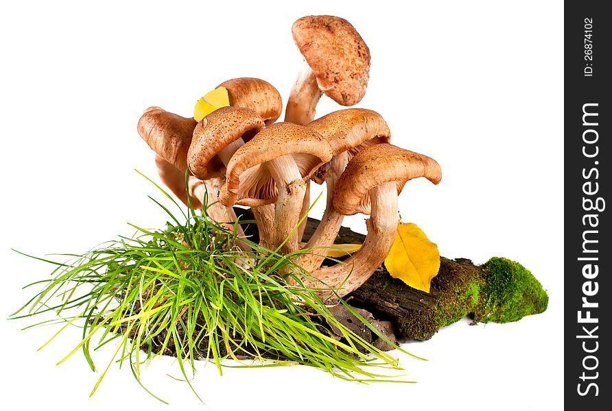 Group of fresh mushrooms on a white background