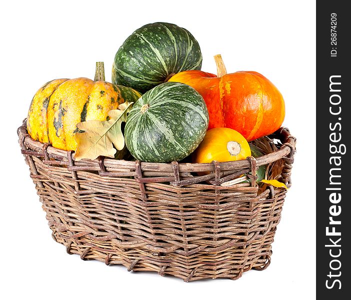 Harvested pumpkins in a large basket. Isolated on white background