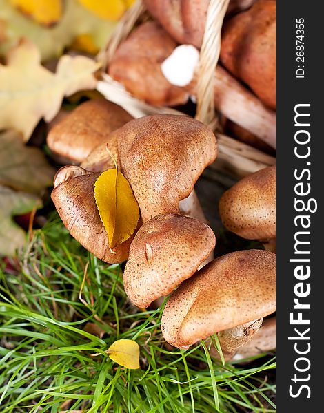 Fresh mushrooms in the forest, close-up