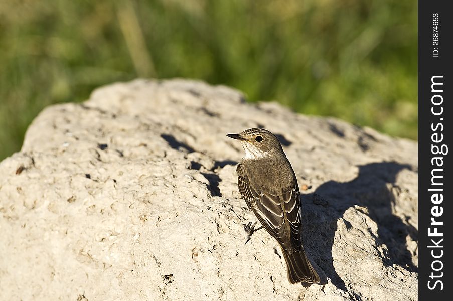 Spotted Flycather is perching on a piece of rock