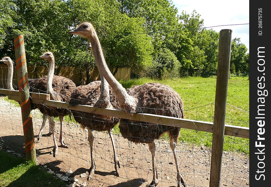 Three ostriches in a farm