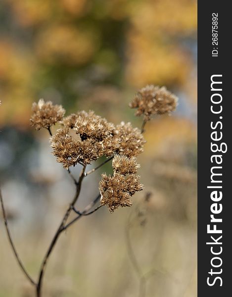 One  Dried flowers on the yellow-brown background