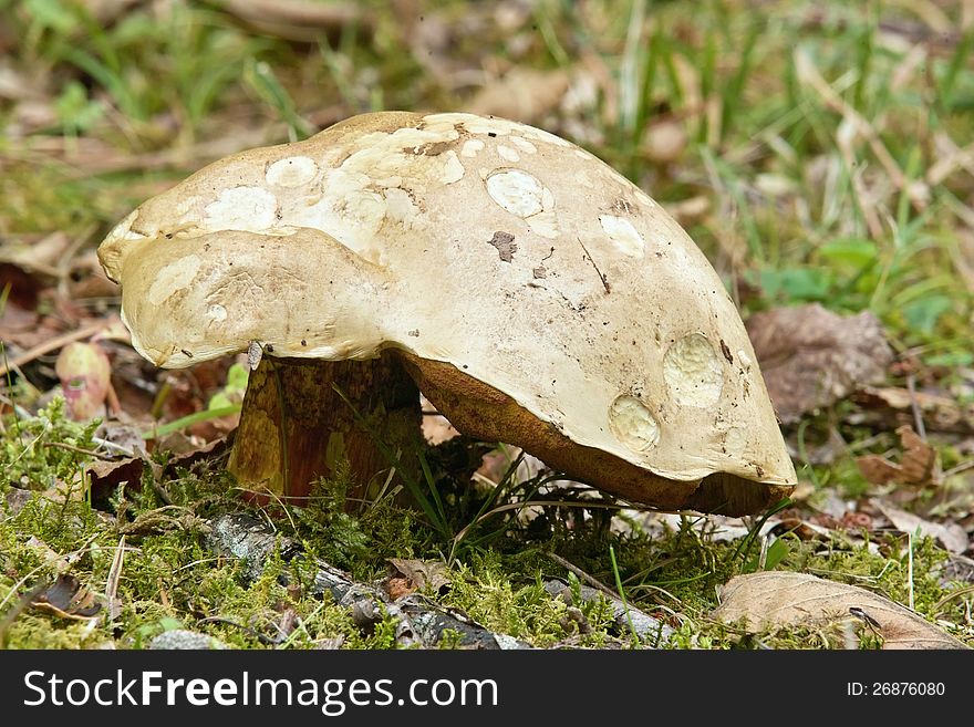 Fungus Suillus Collinitus, Pinarolo