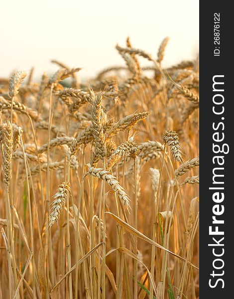 Wheat field in the autumn