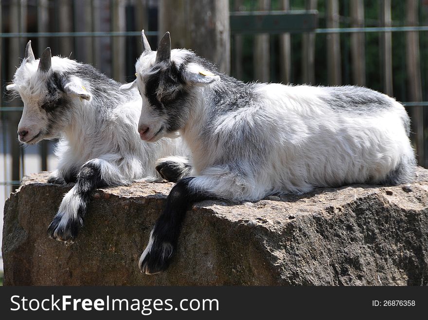 Twin goats resting on a rock