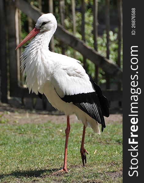 Stork standing on one leg