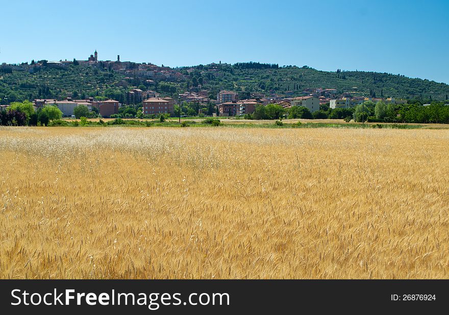 Wheat field with a Sinalunga (Tuscany) in the background. Wheat field with a Sinalunga (Tuscany) in the background