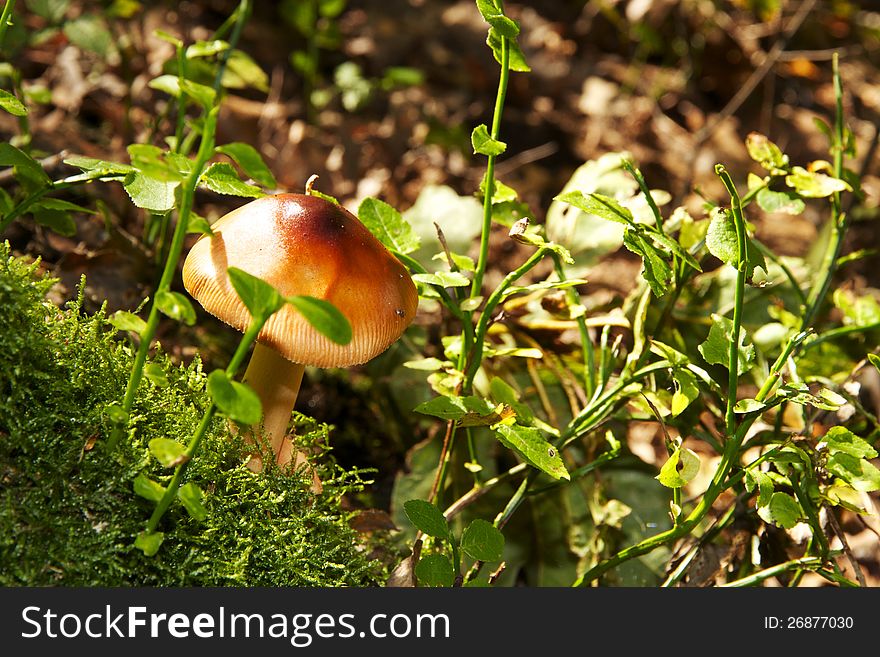 A brown mushroom between green plants