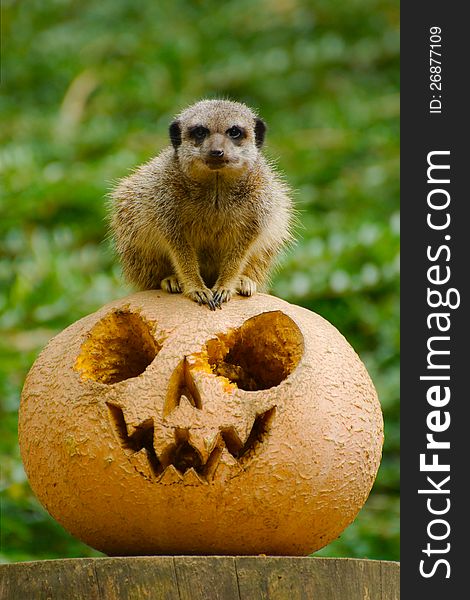 Halloween Meerkat