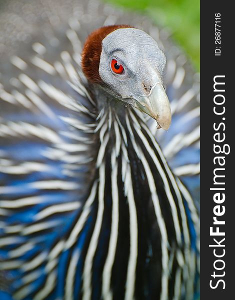 Detail of a Vulturine Guineafowl head with it's body as a background. Detail of a Vulturine Guineafowl head with it's body as a background