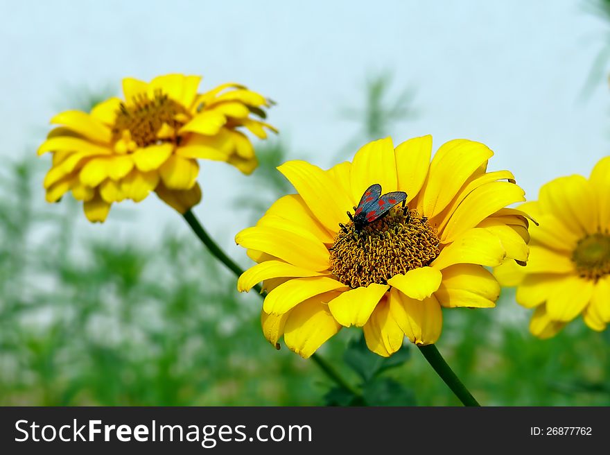 The narrow-bordered five-spot burnet sitting on a Yellow flower.