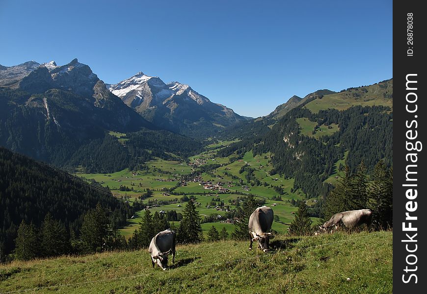 Grazing Raetisches Grauvieh in the Swiss Alps.