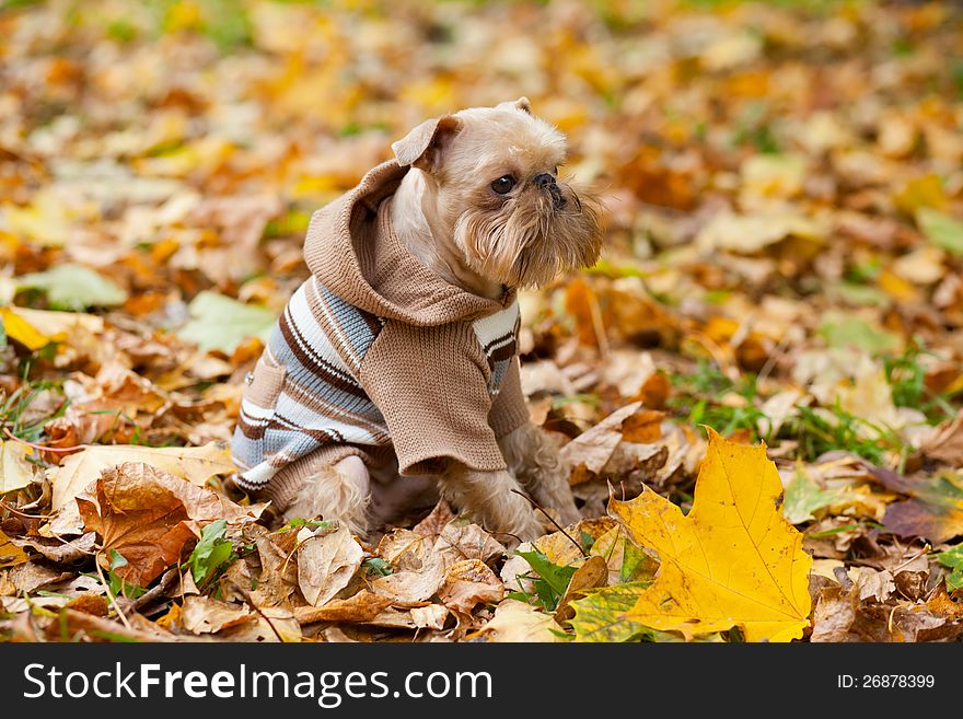 Dog of breed the Brussels griffon sits in a park in autumn. Dog of breed the Brussels griffon sits in a park in autumn.