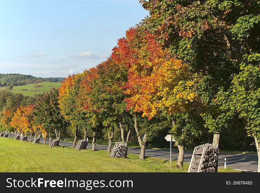 Autumn coloured trees near Susice, 2012. Autumn coloured trees near Susice, 2012