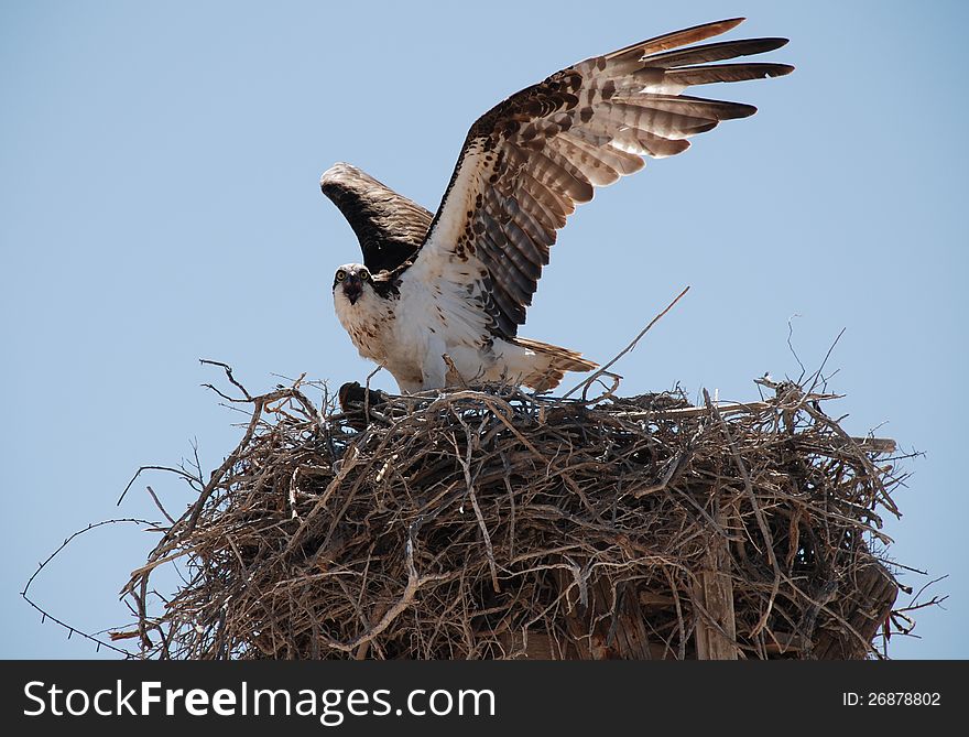 OSPREY defending it's nest from intruder. OSPREY defending it's nest from intruder