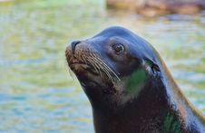 Sea Lion Stock Photography Sea Lion Stock Photography