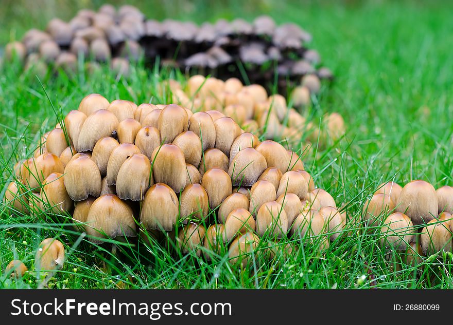 Brown mushrooms in home garden. Brown mushrooms in home garden