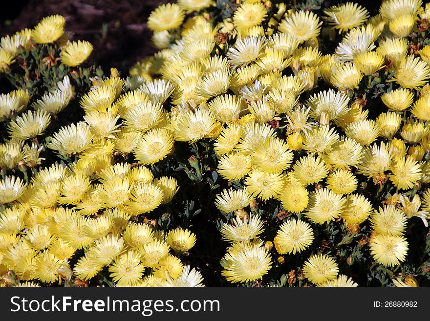 The yellow mesembryanthemums in full show open their petalled faces to the spring sunshine creating a glorious splash of ground cover colour.