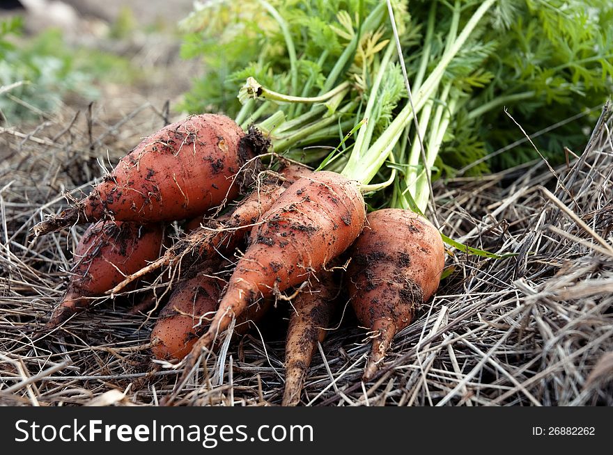 A bunch of carrots lying in the vegetable garden.