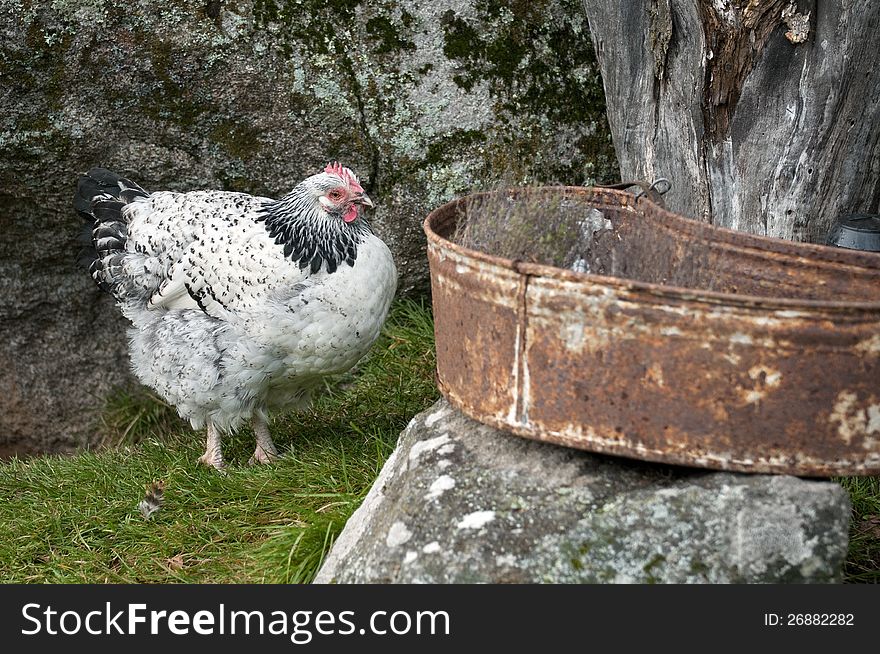 Hen in garden against a big rock and an old vessel.