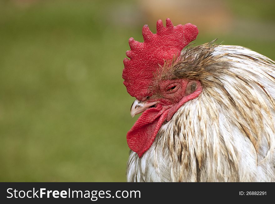 Portrait of a tired rooster with red comb.