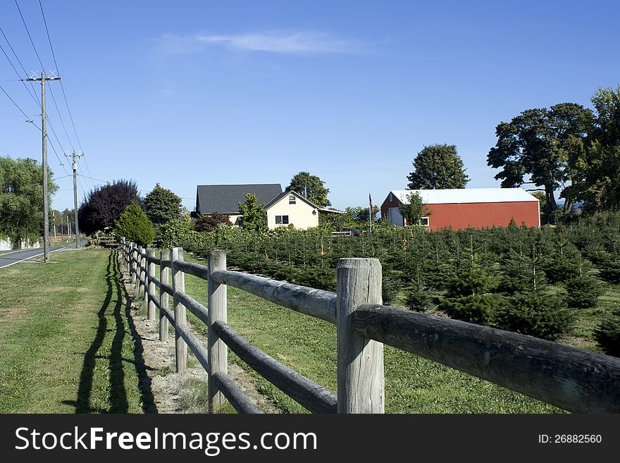 Farm for christmas trees