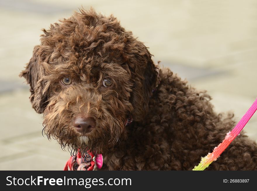 Poodle looking towards you