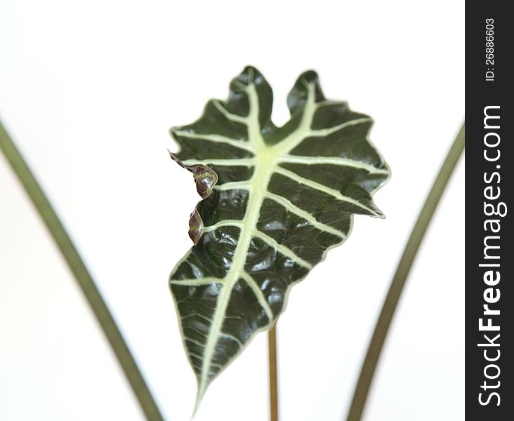 The african mask plant, high key image Alocasia compacta