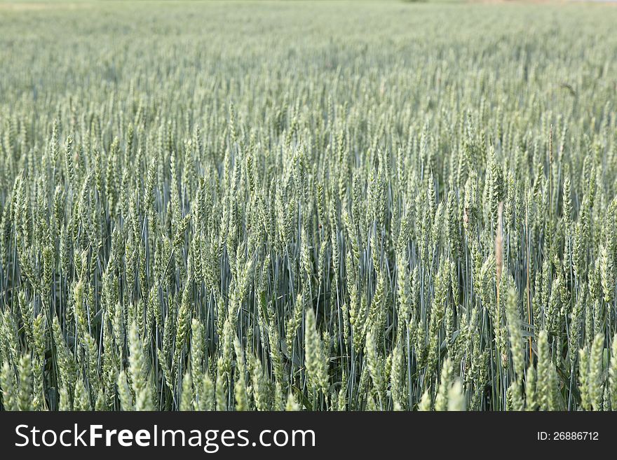 A field of wheat. The green ears of corn
