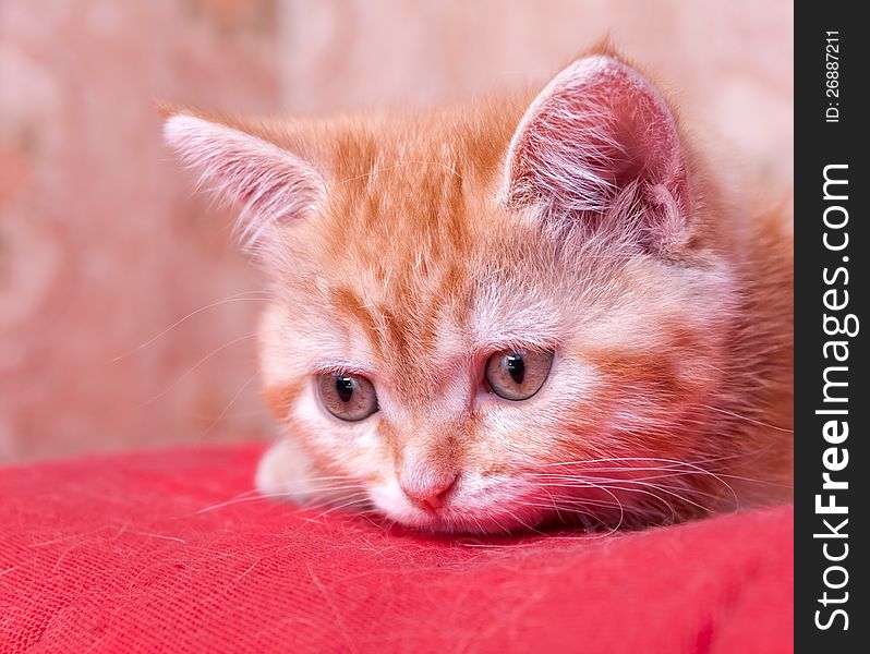 Red Kitten Lies And Looks Ahead