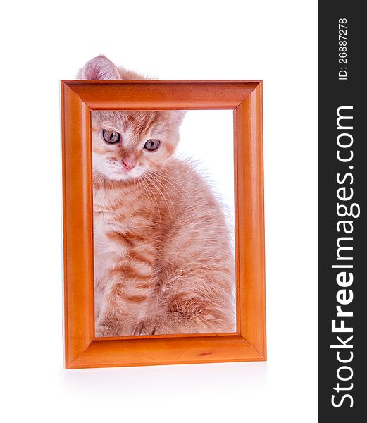 Red kitten sitting at a wooden frame in isolation