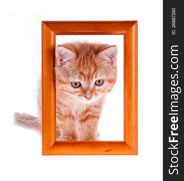 Red kitten looks out from a wooden frame on a white