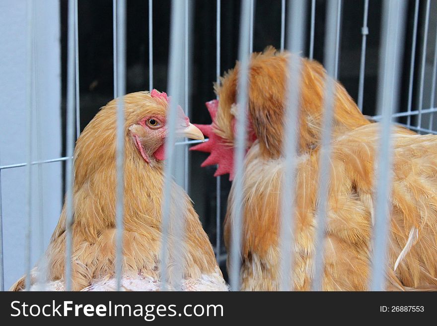 Beautiful brown chickens captive behind bars. Beautiful brown chickens captive behind bars