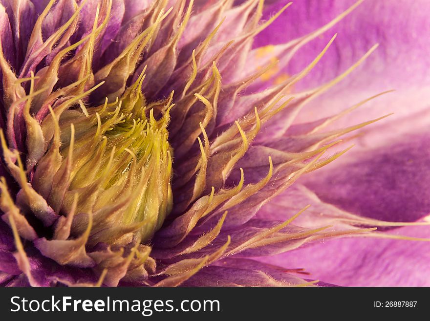 A macro of a Purple Clematis