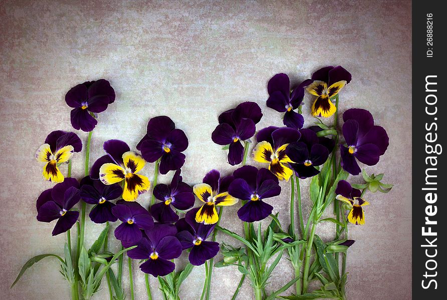 Violet pansies on vintage background