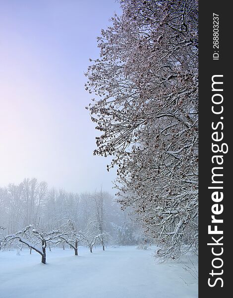 Frozen trees in misty day. Winter landscape