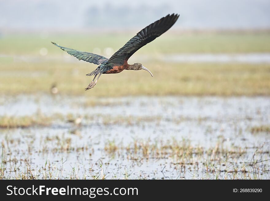 Glossy ibis in flight mode beautiful bird at Mangaljodi, Odisha, India. Amazing photo  with good background.