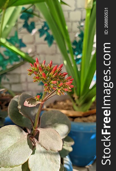 Kalanchoe Plant With Buds